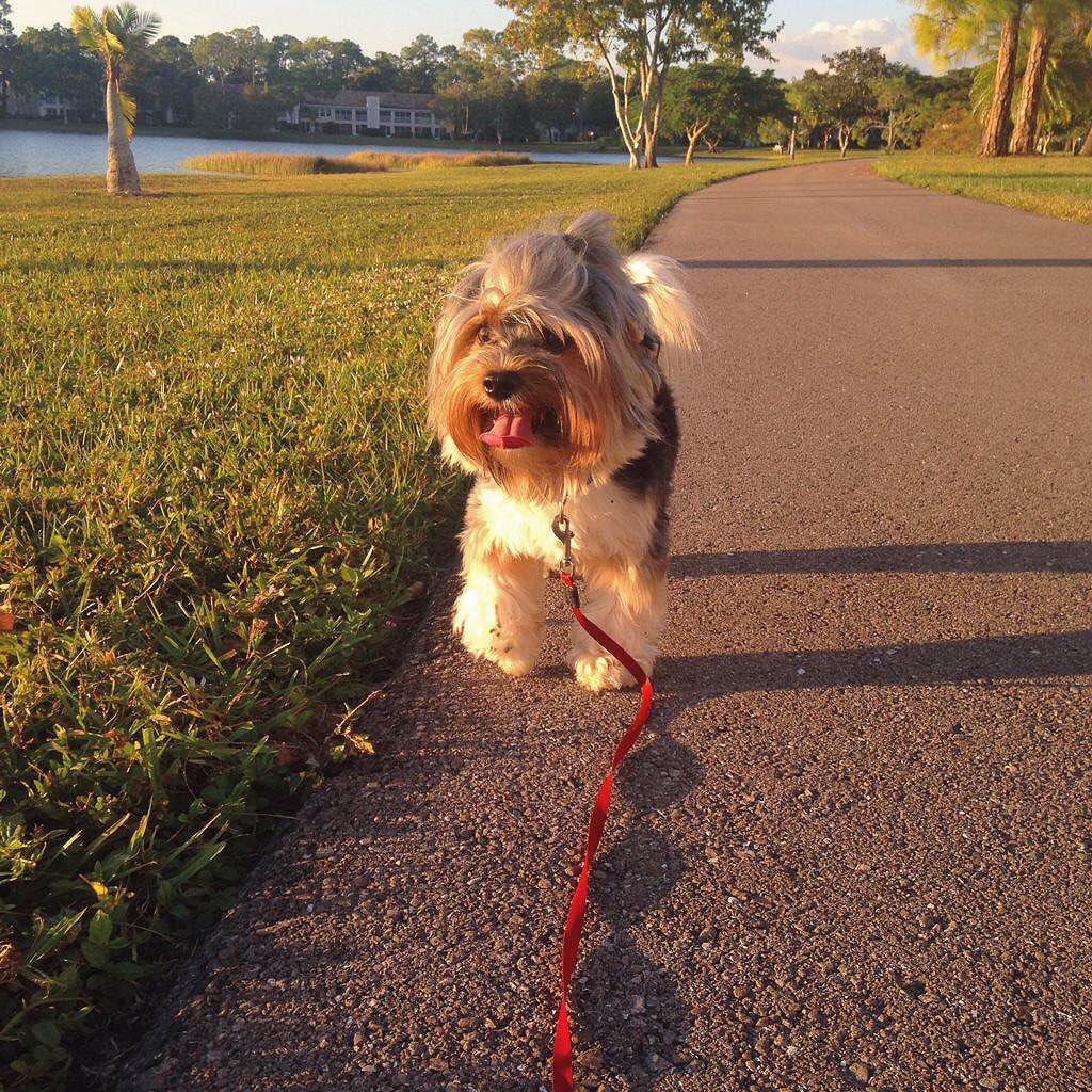 Allergies I cannot appease, flowers that bloom, cause me to sneeze, dander's about and all in the air, but my nose is too stuffed to care! 💐