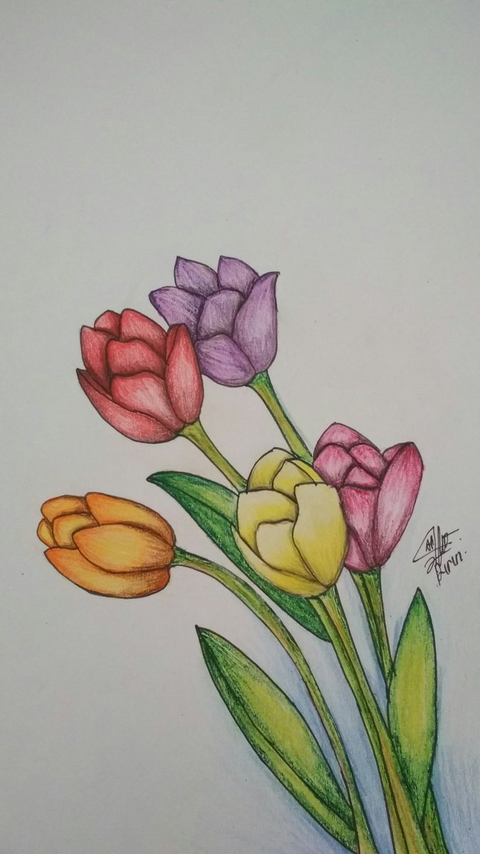 Paling Populer 14 Lukisan Bunga Tulip Dari Pensil 