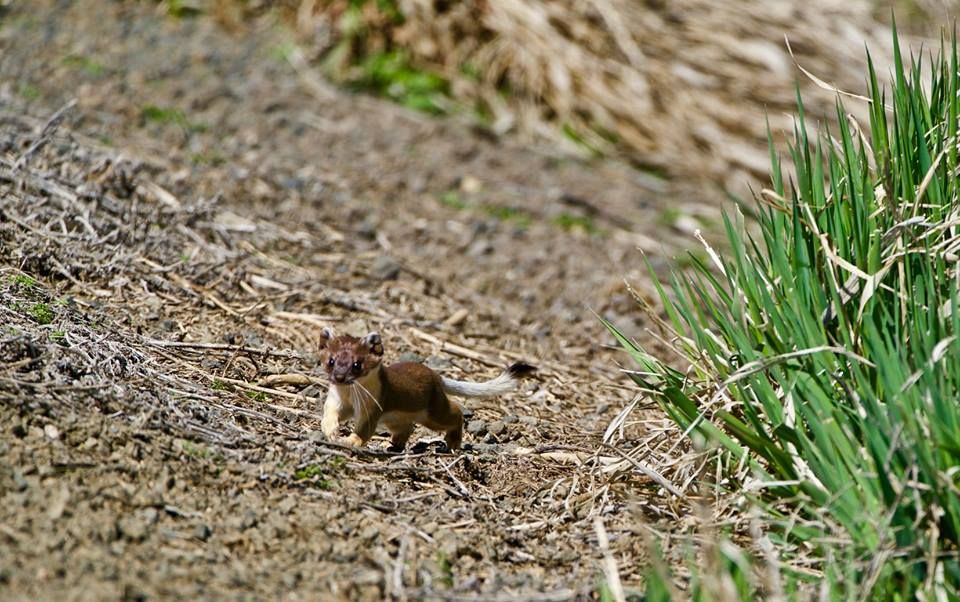 USFWS_PSW's tweet image. Quick facts about long-tailed weasels:

🔸Both diurnal (active during the day) &amp;amp; nocturnal.

🔸Can catch animals bigger than themselves and use their 
     long, agile bodies to wrap around and trip larger prey.

🔸Good climbers &amp;amp; swimmers.
 
📸: John Kimura at the #Modoc NWR