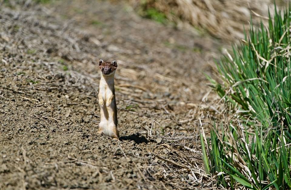 USFWS_PSW's tweet image. Quick facts about long-tailed weasels:

🔸Both diurnal (active during the day) &amp;amp; nocturnal.

🔸Can catch animals bigger than themselves and use their 
     long, agile bodies to wrap around and trip larger prey.

🔸Good climbers &amp;amp; swimmers.
 
📸: John Kimura at the #Modoc NWR