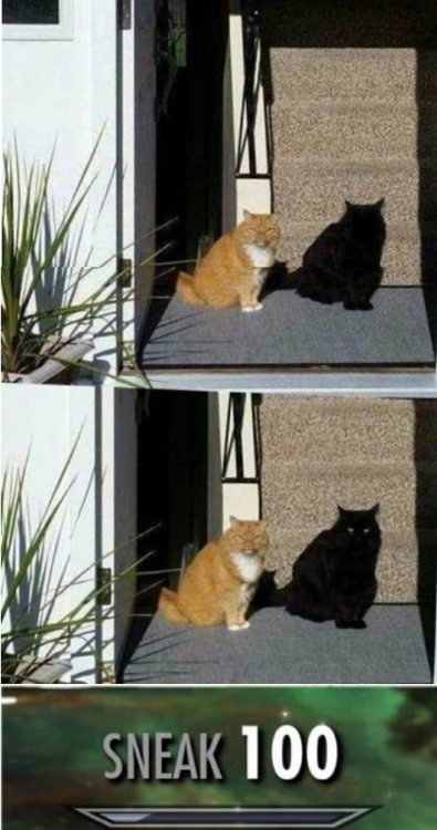 Funny Memes on Twitter: Funny Memes on Twitter: