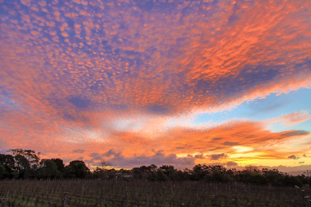 Ata Rangi tweet media