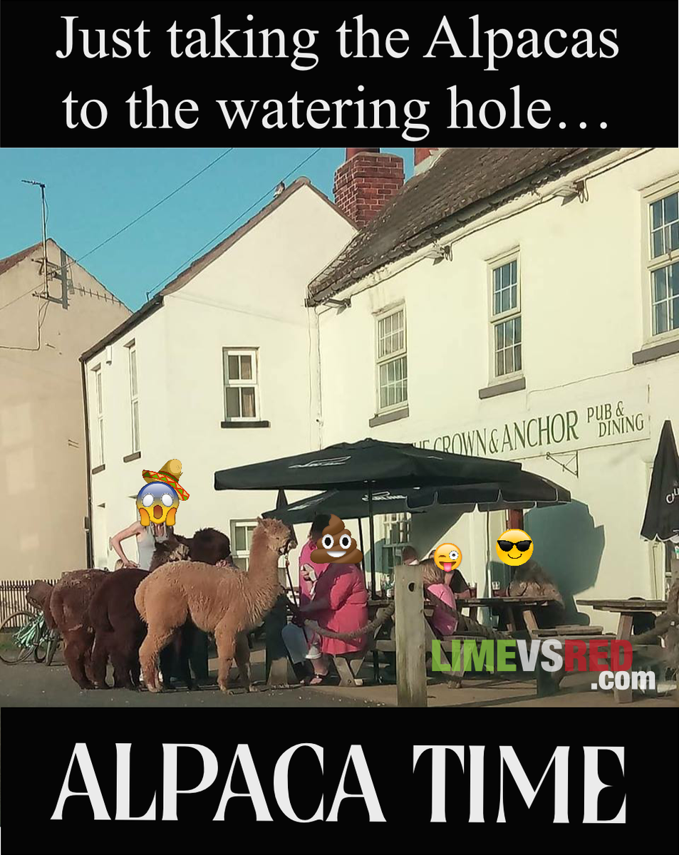 LimeVSRed's tweet photo. We are days away from seeing @crisis_llama the game in BETA. 👾 It's fitting that these fella's appeared at our local pub this weekend! 😂Cheers to the Alpacas 🐪🍻 #alpaca #gamedevs #cheers #Tuesday #cheerstothealpacas https://t.co/5AJ3CzjzZ3
