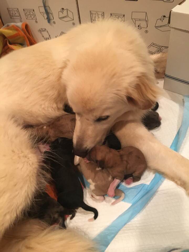 Our recent arrival, Winnie, just gave birth to ten puppies! We're so grateful to the foster homes who make this possible ❤️  #muttmonday #AdoptDontShop twtd.by/lostdogrescue/…