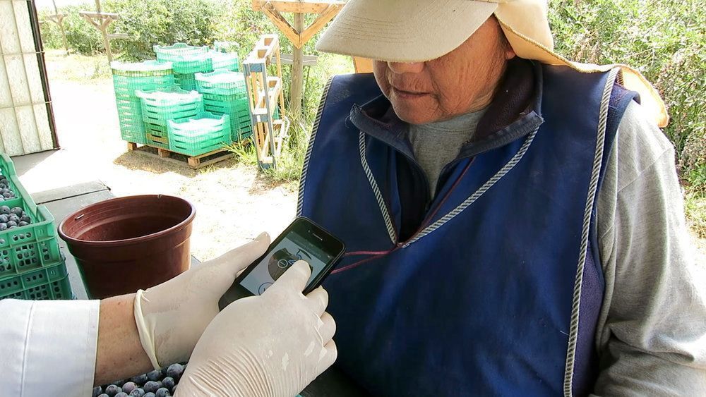 soilmentor's tweet photo. "With #Workmentor we can effectively manage the people harvesting #blueberries. We quickly & confidently know who worked when & who harvested what. For us this data is key for traceability, pay and estimating workload." Helena, #fruitgrower at Casa Bilena https://t.co/sTEijEDiZT https://t.co/X32b5wpxXf