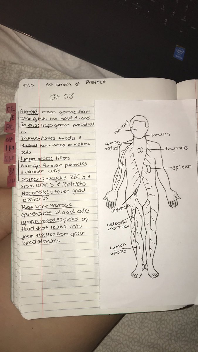 02Trotter's tweet photo. Lymph node notes #rhsbms https://t.co/ZoE5a4ZkfL