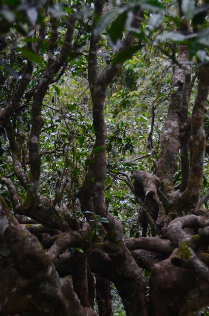 JalamTeas tweet media