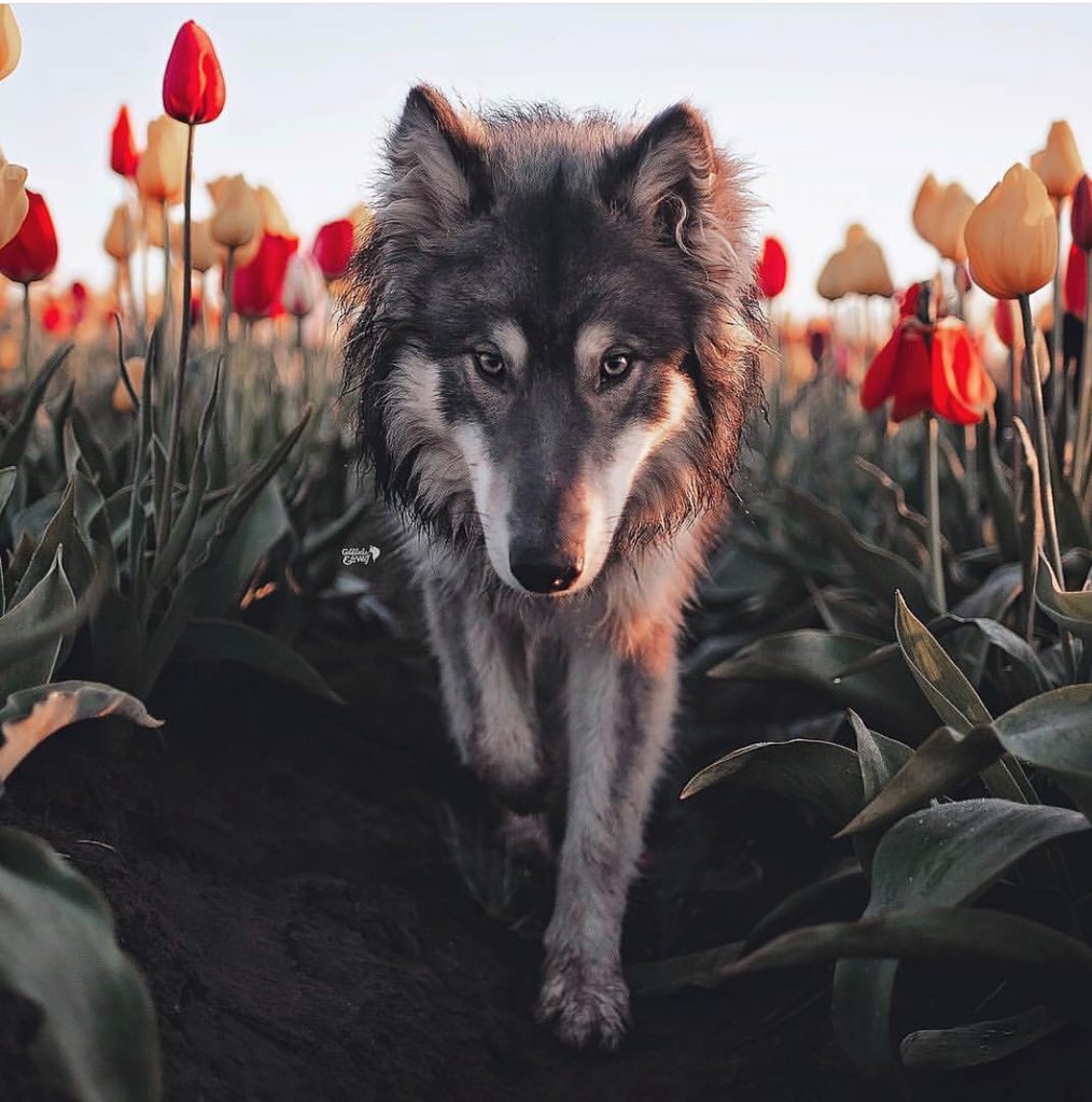pablocifue's tweet photo. Nunca me vi tan reflejado en una foto !! #lovetulipanes #thewolfinside https://t.co/6C559KLexF