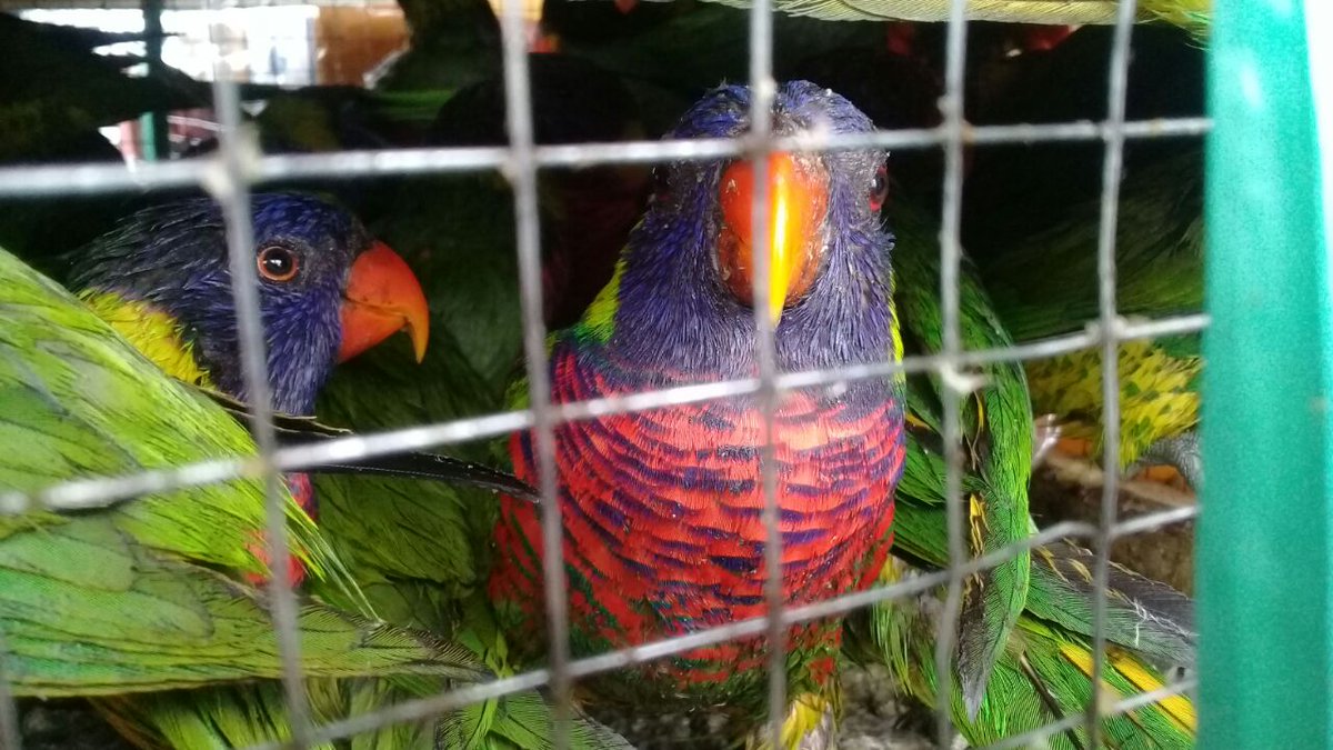 Kementerian Lhk على تويتر 1 Sobat Hijau Balai Konservasi