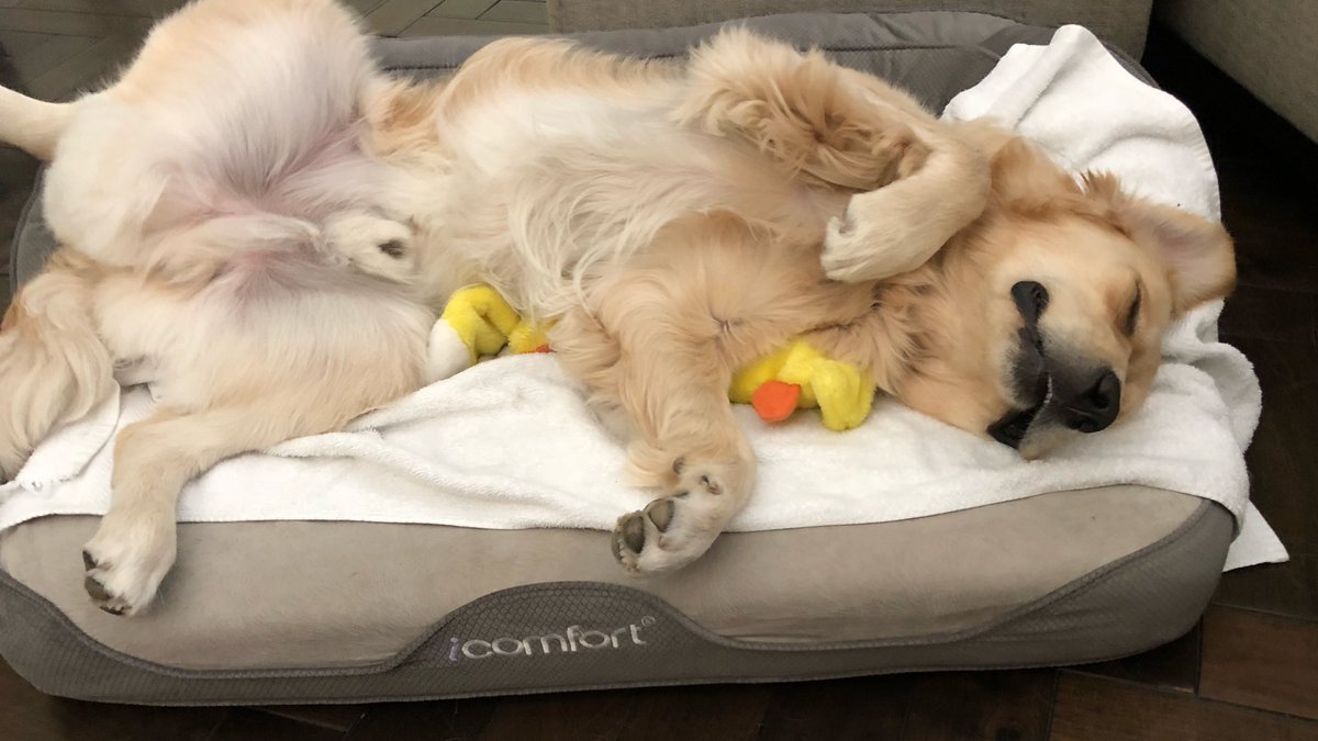 GoldenWoofs's tweet photo. Woofs! #sleepyday π΄ #alwayscomfortable on my icomfort @SertaMattresses #dogbed #ad πΎ KORU BEAR https://t.co/5JZWxV4Joc