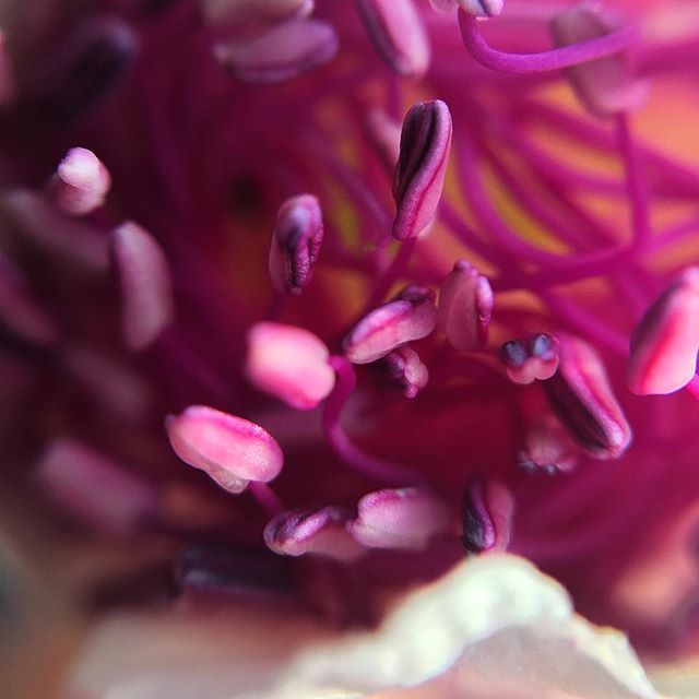 Egyptian caper - צלף מצרי - قبار 
___________________

#macroclique #macro_drama #top_macro #bokeh_bliss #catch_holland #_macroart  #petal_perfection #my_daily_flower #allkindsofnature #tv_allnature #macro_perfection #igbest_macros #fotofanatics_macro_#m… ift.tt/2IByUi3