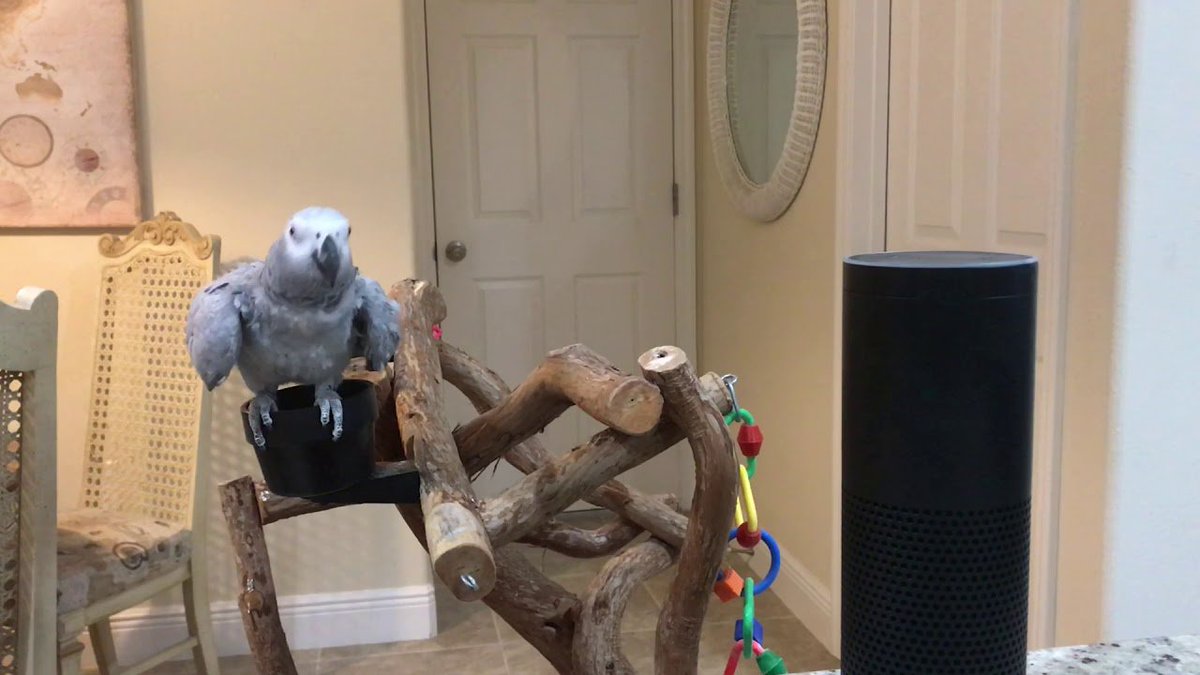 petsgrow's tweet photo. Alexa, how are you doing today? Funny answer to Petra https://t.co/eA5Wz5pVio https://t.co/oU2ywQIJWb