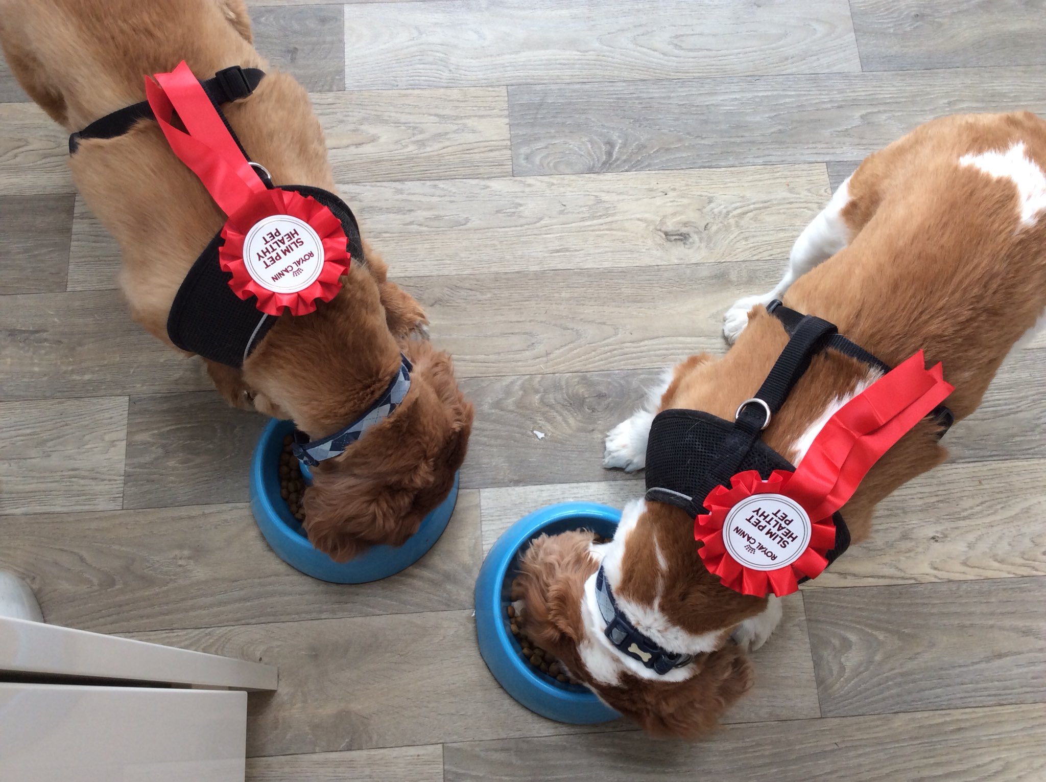 Royal top canin slim