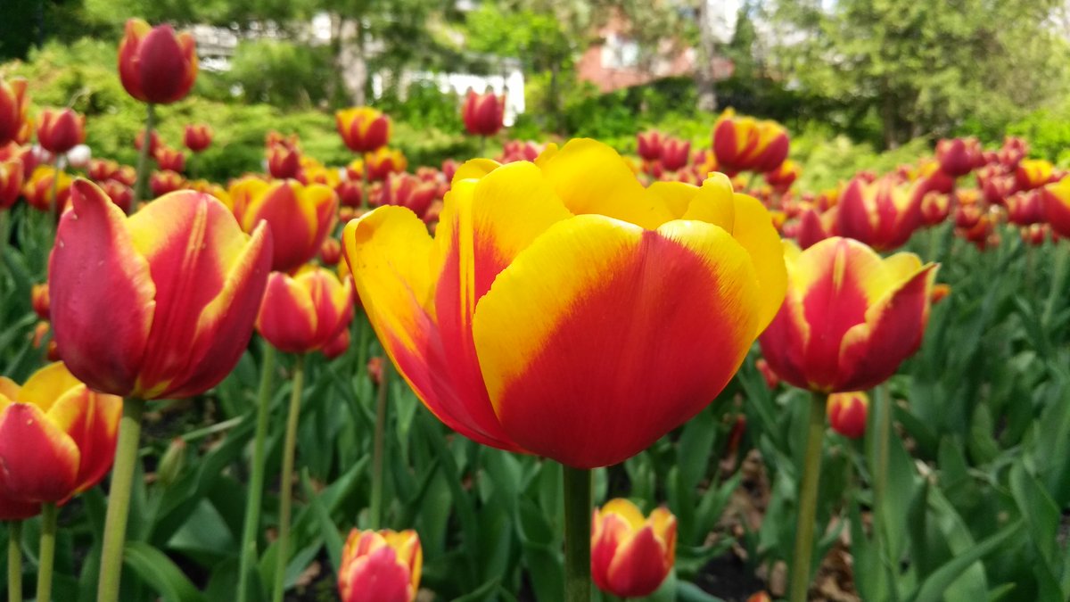 1MillionTulips's tweet photo. One Million Tulips. Canadian Tulip Festival May 2018. #Ottawa #OttawaInBloom #TulipsInCanada #Tulips ,#RABIN #RabinPhotography #OneMillionTulips Dows Lake @worldloveflower @flowerworld16 @tulips_holland Time to place your Tulip Bulbs Order for September. @CdnTulipfest https://t.co/Ixp67hUJrw
