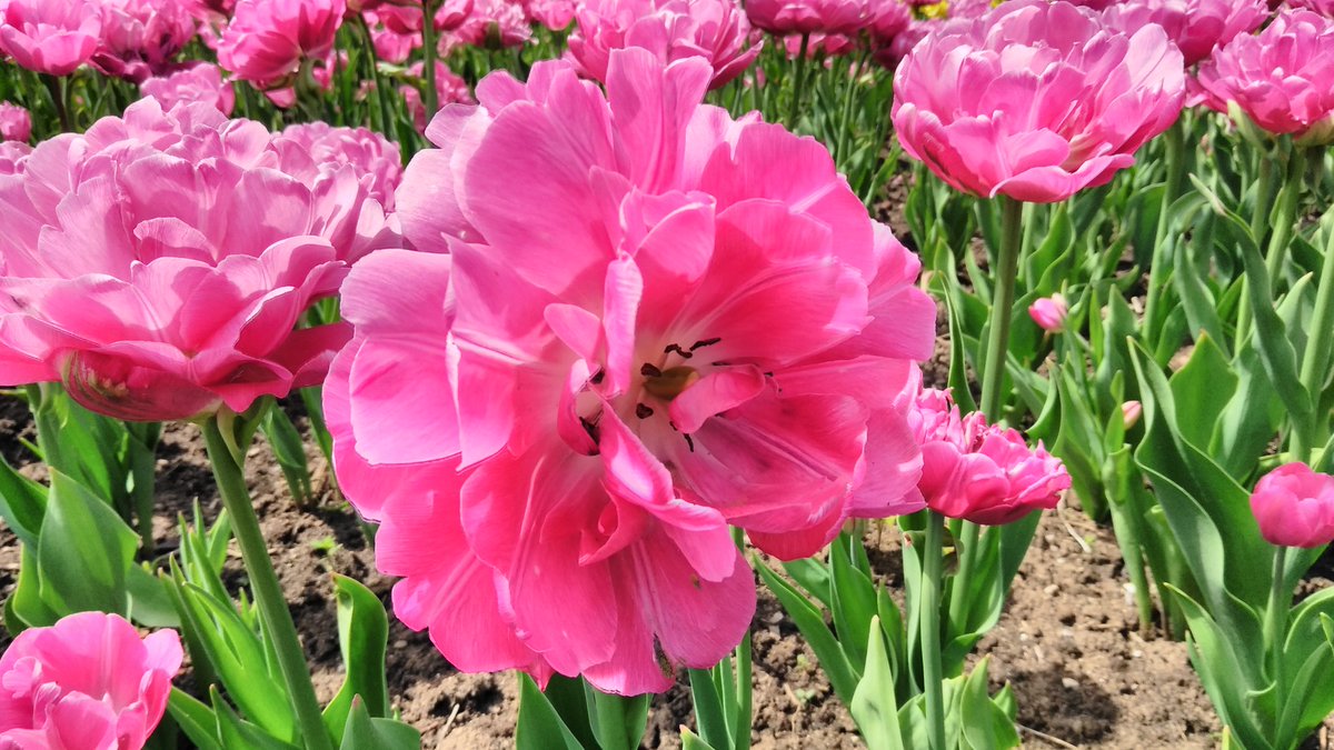 1MillionTulips's tweet photo. One Million Tulips. Canadian Tulip Festival May 2018. #Ottawa #OttawaInBloom #TulipsInCanada #Tulips ,#RABIN #RabinPhotography #OneMillionTulips Dows Lake @worldloveflower @flowerworld16 @tulips_holland Time to place your Tulip Bulbs Order for September. @CdnTulipfest https://t.co/Ixp67hUJrw