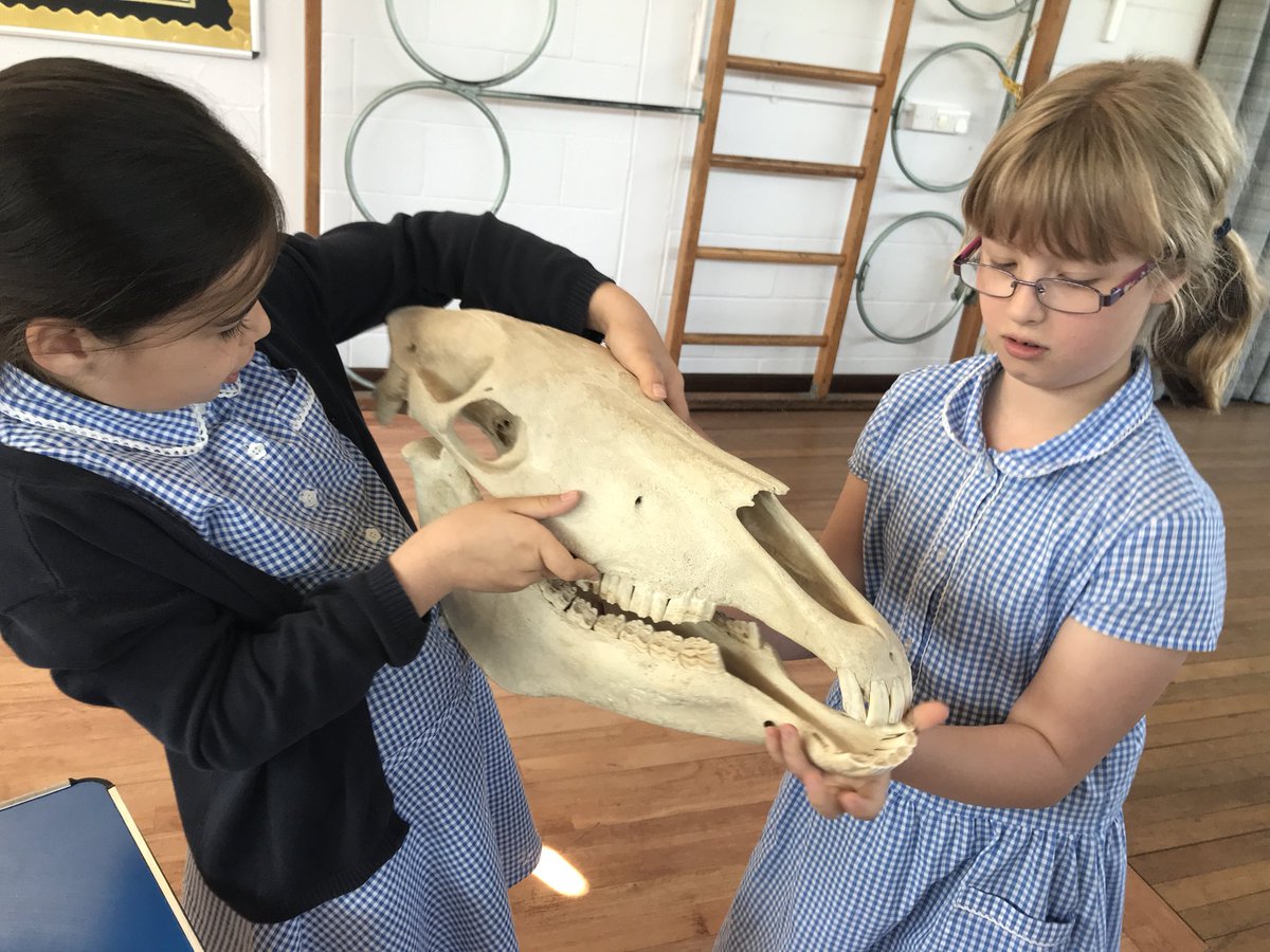 STAClassHedley's tweet image. Bones, bones and more bones! Can you guess what they are from? #paleolab #teamstannes #juleshoward