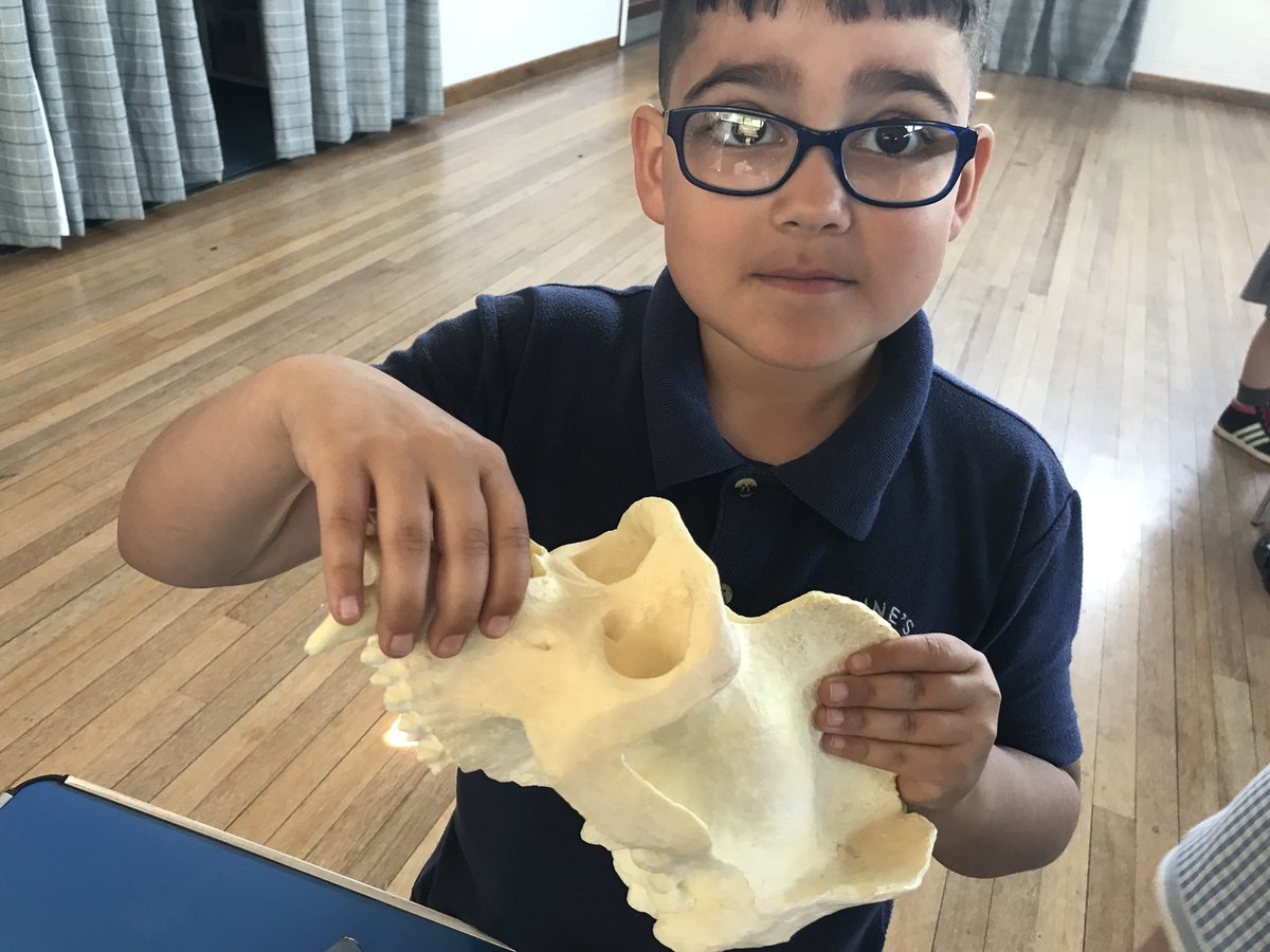 STAClassHedley's tweet image. Bones, bones and more bones! Can you guess what they are from? #paleolab #teamstannes #juleshoward