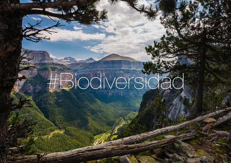 España alberga entre 8.000 y 9.000 plantas vasculares, un 80% de las presentes en la UE. #FBiodiversidad20 #DiaMundialBiodiversidad