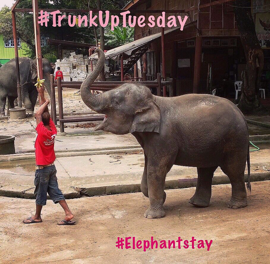Elephantstay's tweet photo. Happy #TrunkUpTuesday!
#Tuesday #animal #Elephants https://t.co/LjguERzMk1