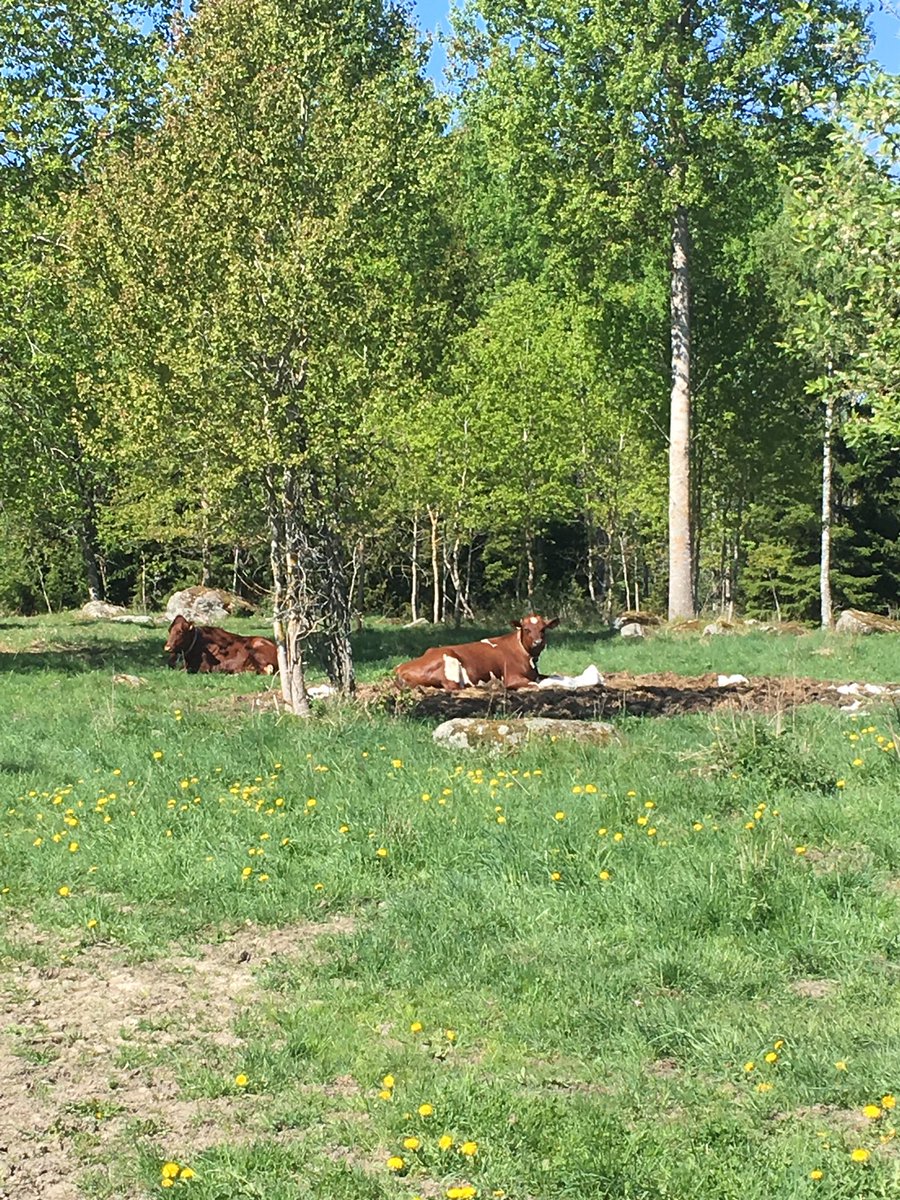 Idag är det biologiska mångfaldens dag! Igenväxning är idag det största hotet mot rödlistade arter i Sverige. #biomfdag #miljömål #svpol