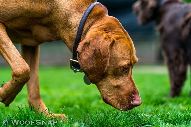 WoofGroup's tweet image. 💜💙❤