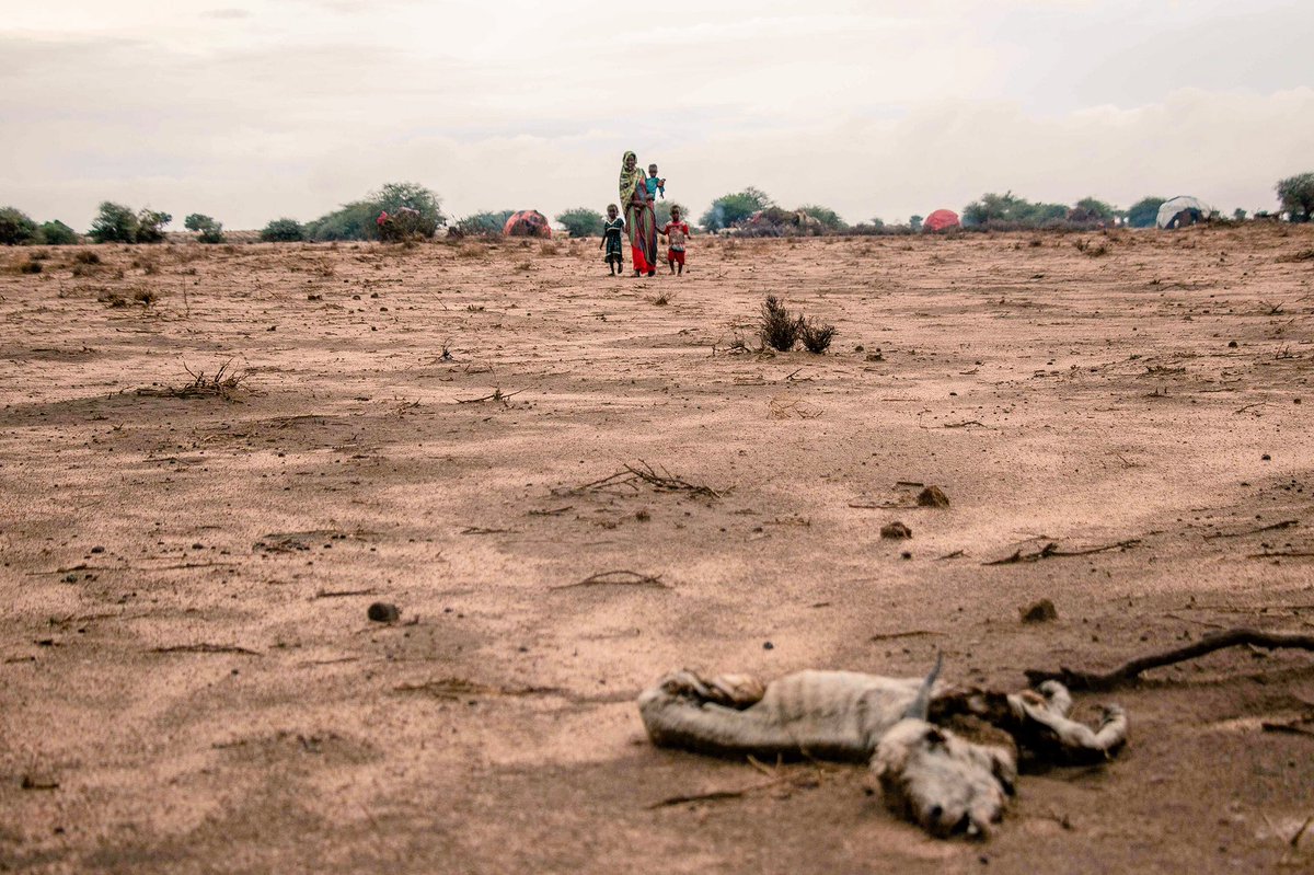SamDualeh's tweet photo. Possible disease and contamination of water sources from decaying animal remains is a major concern      

Please donate today to help those worst affected in #CycloneSagar #Pray4Awdal
https://t.co/b6TLGbs30Z https://t.co/3vNfIK1g9O