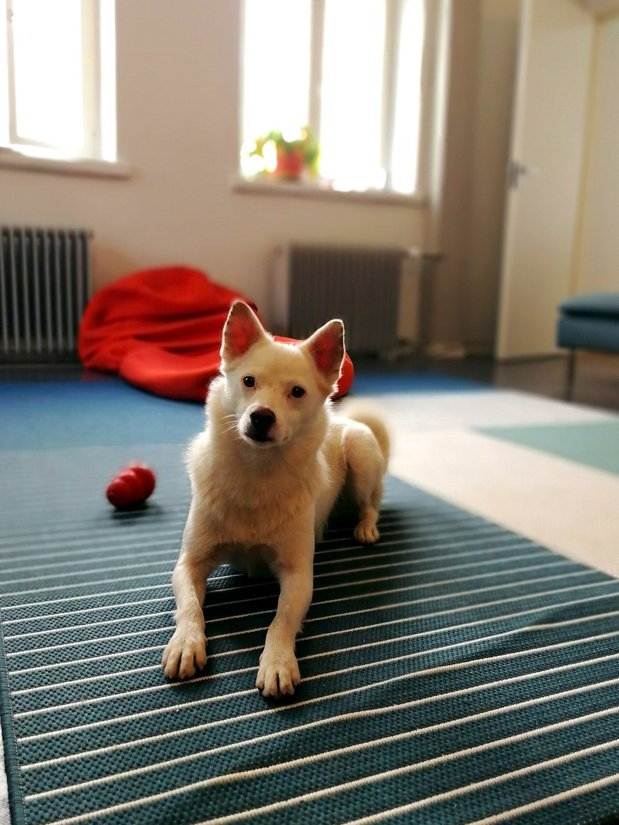 practigame's tweet image. We had a happy visitor today. Meet our office well-being consultant Jesse!
