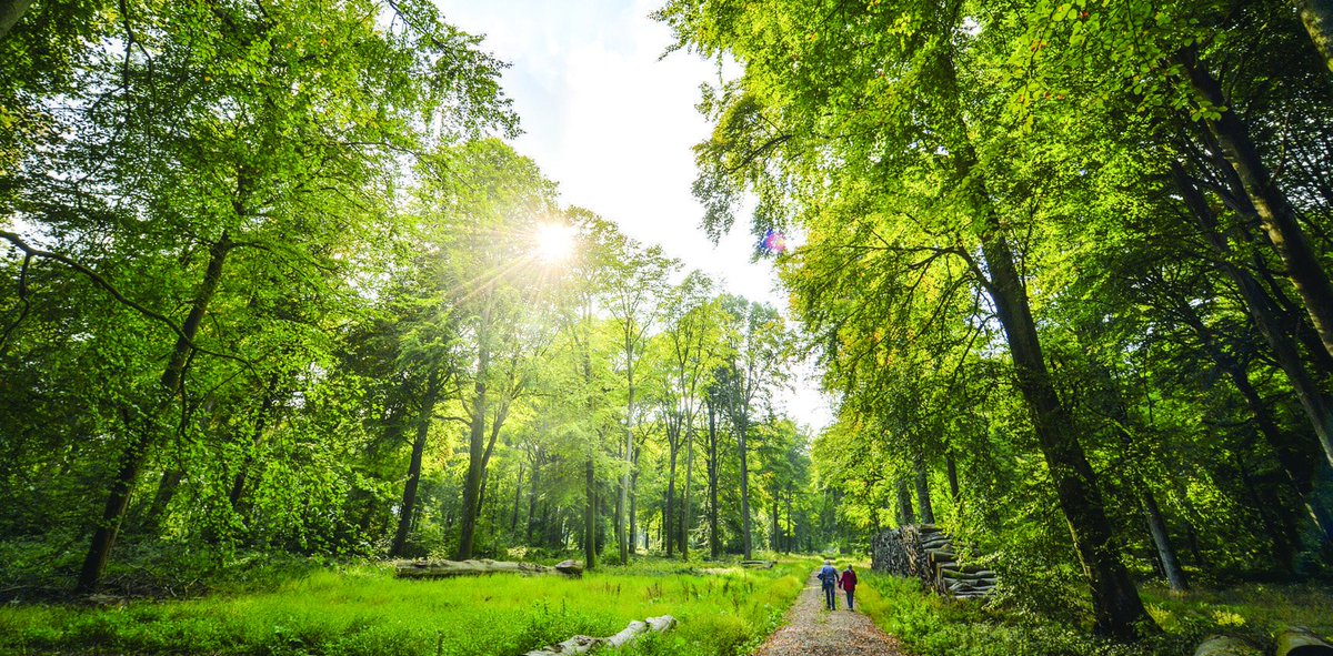 cdt62's tweet photo. #Rando : un itinéraire à la découverte du milieu forestier et de la rivière #Ternoise https://t.co/kBCsIdLYzX https://t.co/iHvvdKCG6R