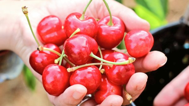Edusordo79's tweet photo. 📰 "La Cerecera", una inmersión en el mundo de la cereza del Jerte
#ValleJerte #Cereza #Caceres #Extremadura
https://t.co/TaoDiGzGTt
Vía: @Extremadura7D https://t.co/gp3sDTFjjw