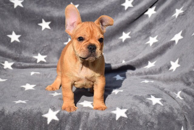 Countdown to puppy day!! Can&rsquo;t wait for Saturday! Want to play a part in making this cuteness mine? Mention<a href="/tag/discount"class="tags"><span>#discount</span></a><a href="/tag/victoriabc"class="tags"><span>#victoriabc</span></a><a href="/tag/specials"class="tags"><span>#specials</span></a><a href="/tag/yyjsw"class="tags"><span>#yyjsw</span></a><a href="/tag/escortinvictoria"class="tags"><span>#escortinvictoria</span></a>