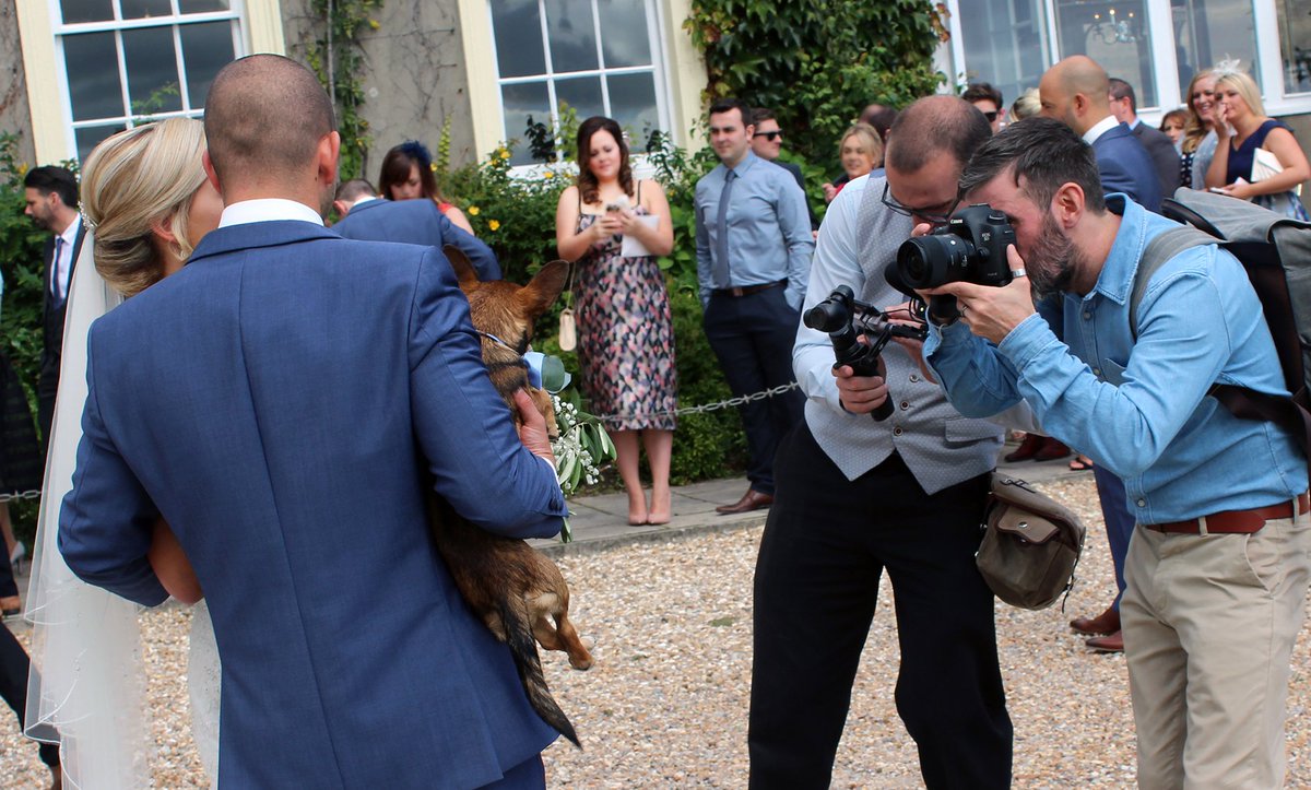weddingdogsitt1's tweet image. Say cheese Alfi!   #weddingdogsitteruk   take the stress out of your #weddingday