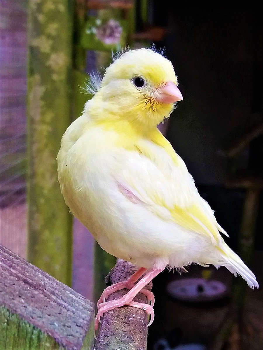 Is het niet een leukerd. Stond gewoon netjes te poseren als een volleerd model...;-)