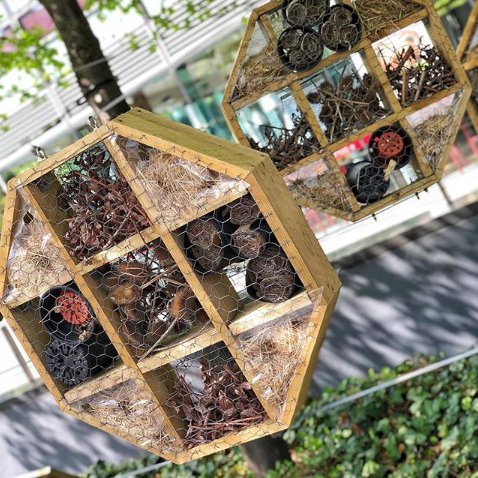 Join us this Friday at our free Regent's Place Wildlife Walks where we'll explore the landscaping surrounding Regent's Place, such as our bug hotels and learn how plants are vital to the biodiversity of London. Reserve your spot ow.ly/ldCc30k21Dc #RegentsBIO