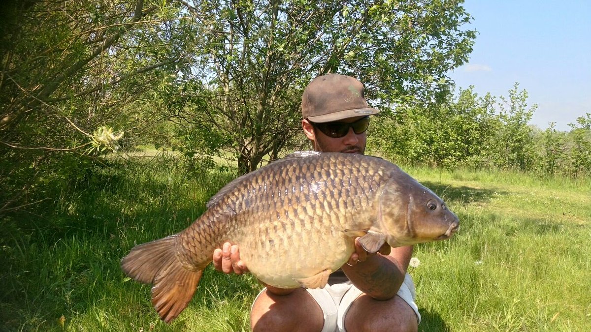 Leads_2_Go's tweet photo. Common as muck! Managed 6 commons on a recent session weighing from 17-29lb. All caught on @RGBaitsUK vita-lac. #leads2go #rgbaits #commons https://t.co/9cKPfmnGoB