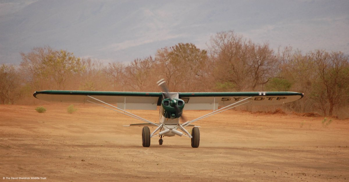 Part of our Air Wing, our Supercub fixed wing aircraft is excellent for regular patrols over the Tsavo ecosystem due its ability to fly low & slow, allowing our pilots to spot poaching hideouts or an injured elephant among a herd! thedswt.org/aerial-surveil… #DSWTFacts #bushflying