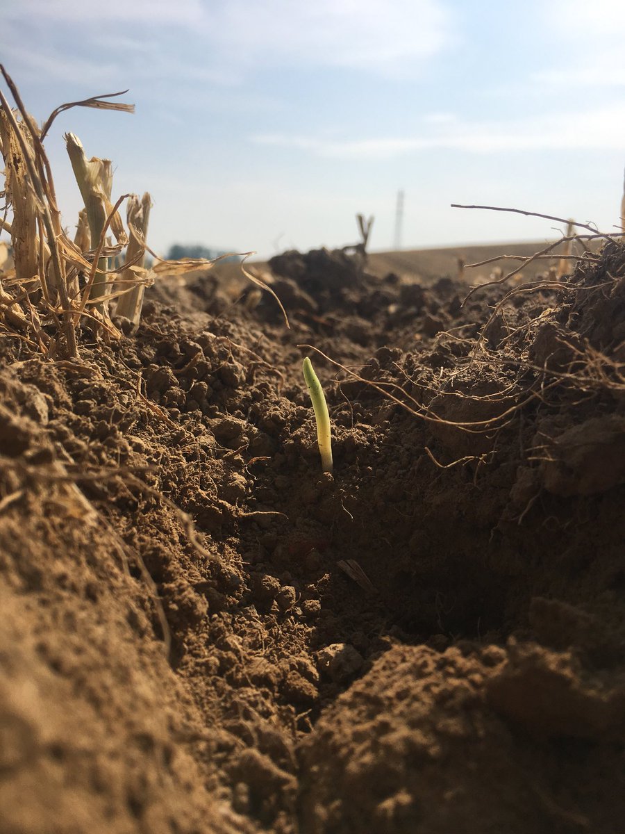 GreenfarmP's tweet photo. Our @ClaydonDrill strip tilled corn is popping out ! Great to see https://t.co/EIBXiXyiCd