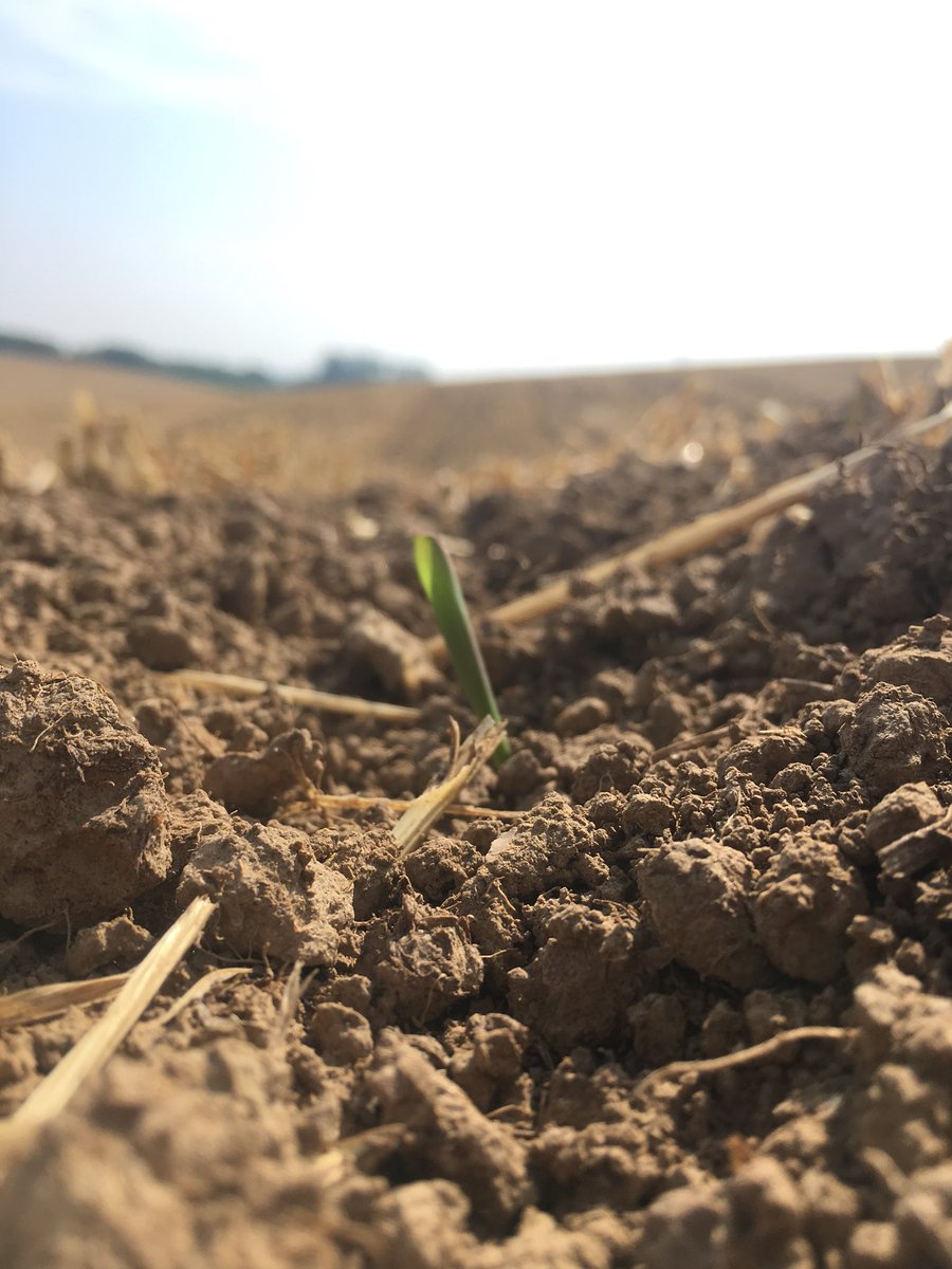 GreenfarmP's tweet photo. Our @ClaydonDrill strip tilled corn is popping out ! Great to see https://t.co/EIBXiXyiCd