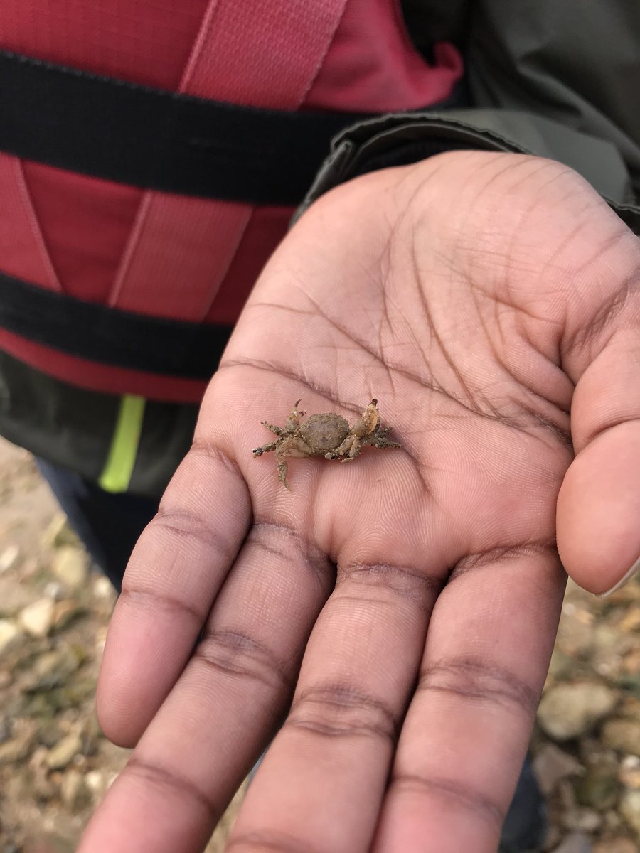 StAndrewsSW9's tweet photo. The smallest crab in the whole wide world!!! https://t.co/xhUYy5xDVi