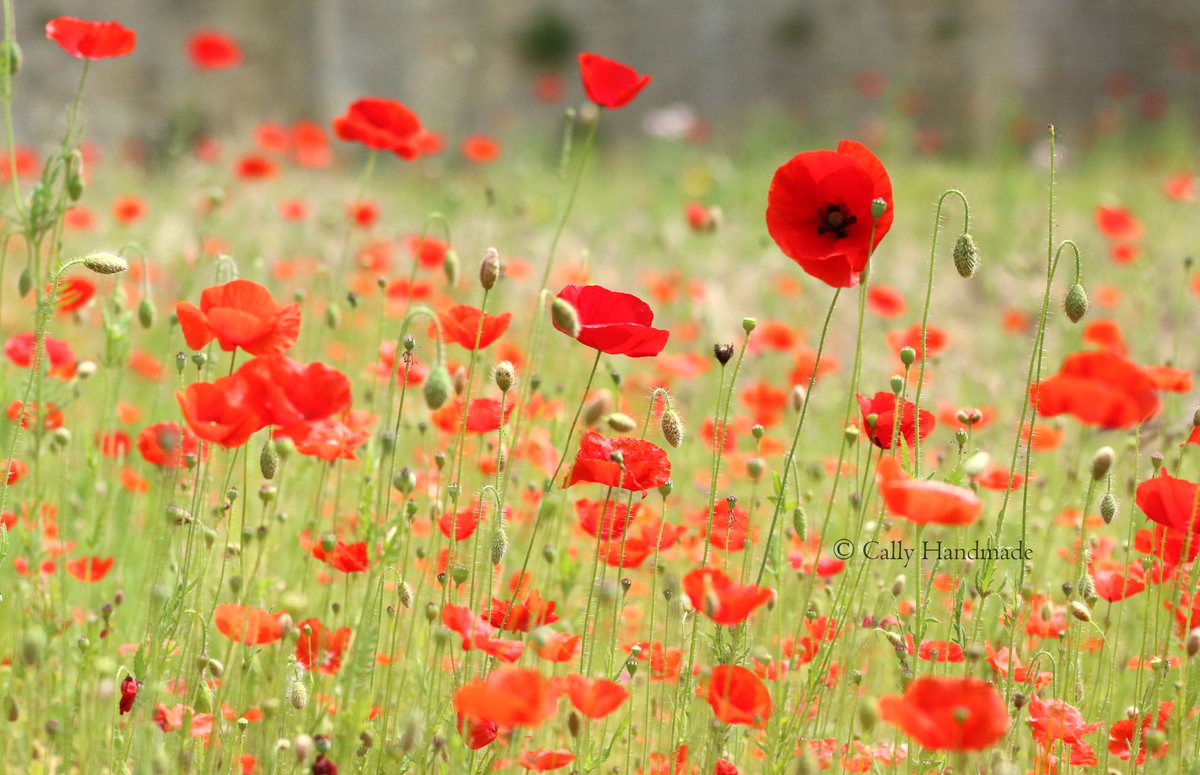 CallyHandmade's tweet photo. Un jardin, même tout petit, c’est un coin de paradis ! #jardin #garden #instagarden #coquelicots #poppies #paysage #flores #flowers #fleurs #spring #printemps #nature #naturephotography #naturelovers #photography #photo #photographer #love #mygarden #flowerstagram #picoftheday https://t.co/hefejYmxDQ