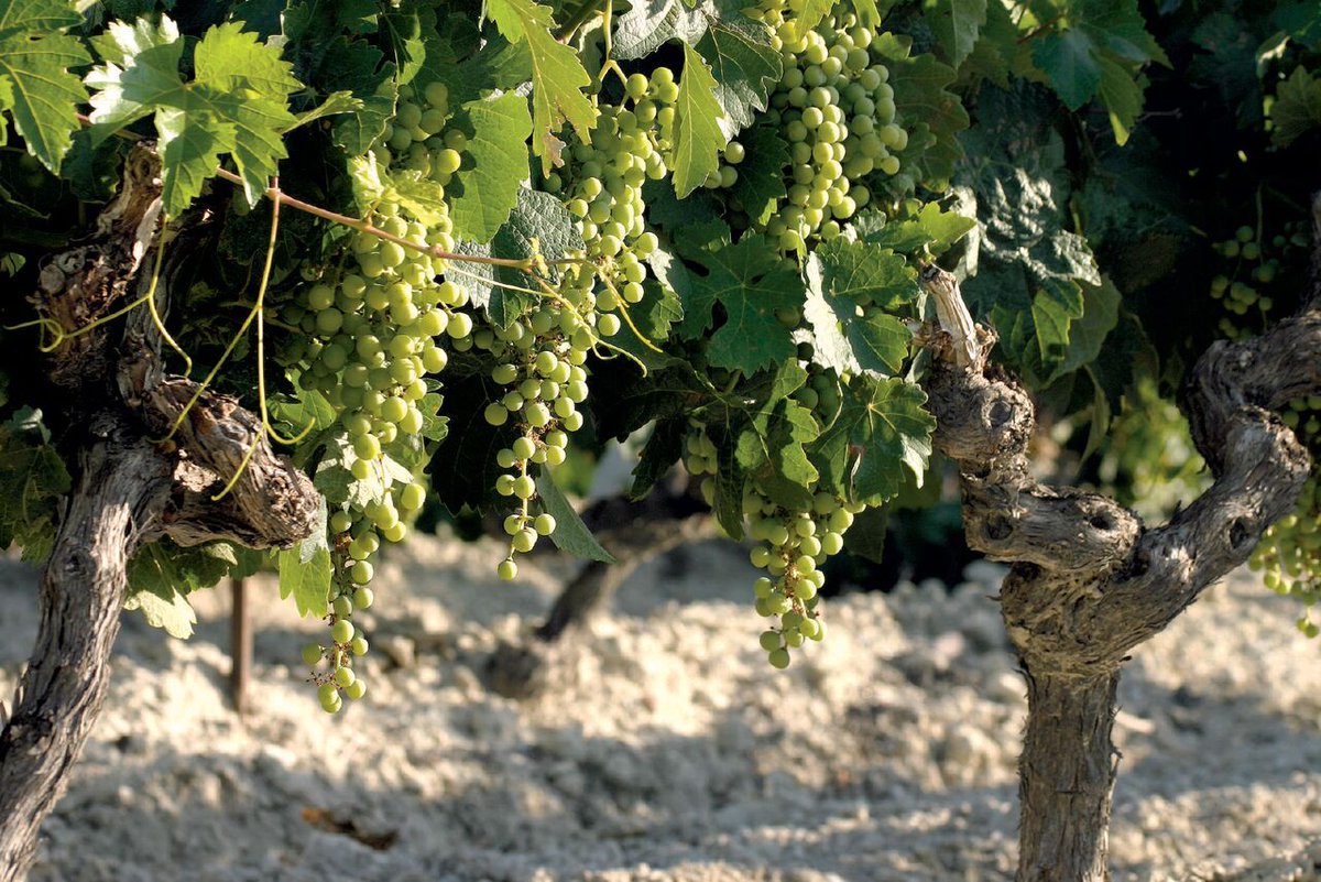 El Marco de Jerez se ha convertido en uno de los destinos más visitados por los amantes del vino, la cultura y la gastronomía espana.gastronomia.com/noticia/8017/r…