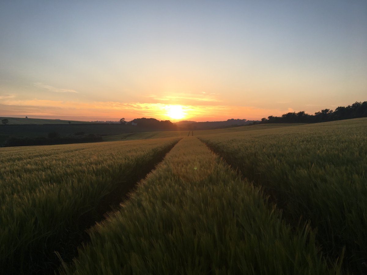 ADMAgriculture's tweet image. Some fantastic pictures of #winter #barley in ear near #Louth #harvest18 @TimC10