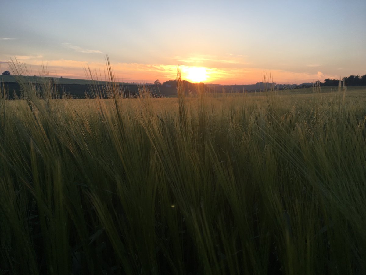 ADMAgriculture's tweet image. Some fantastic pictures of #winter #barley in ear near #Louth #harvest18 @TimC10