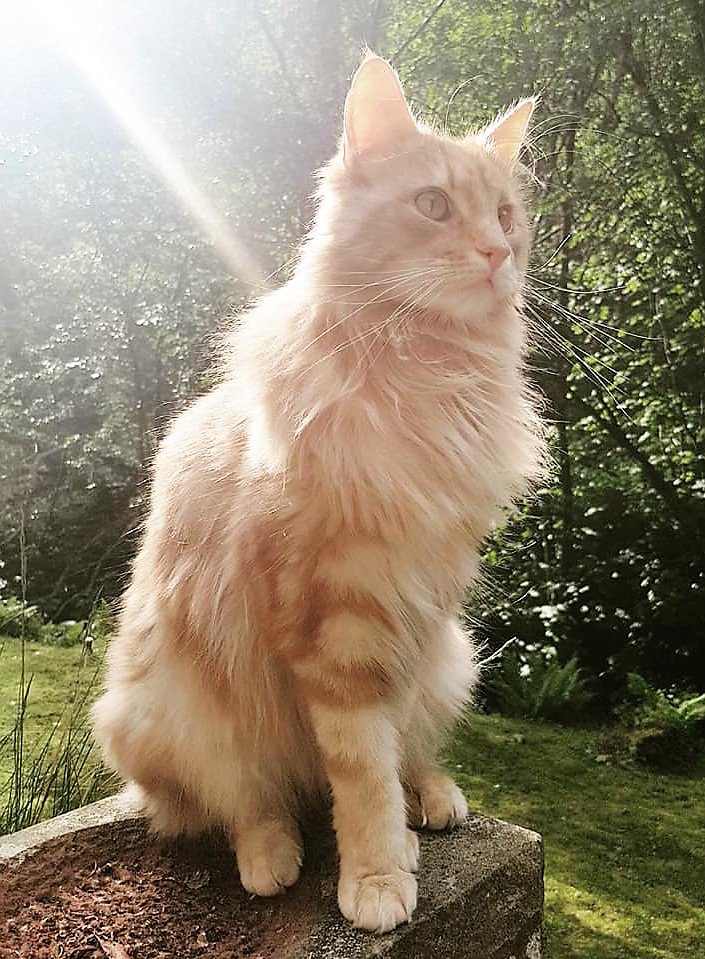 CatsMissing's tweet photo. STILL MISSING💔HAVE YOU SEEN ME❓#PleaseHelpFindPepper #Cat Vanished 29/1/18 #Holmbridge #WestYorkshire Ginger+bits of strawberry blonde Very fluffy/long haired Neutered Chipped #ScanMe #MissingCatsUK #FindPepperAndBringHimHome FB▶https://t.co/0pJTbwmbNh▶https://t.co/qSDFYgNT95 https://t.co/M3AWoV6qgM