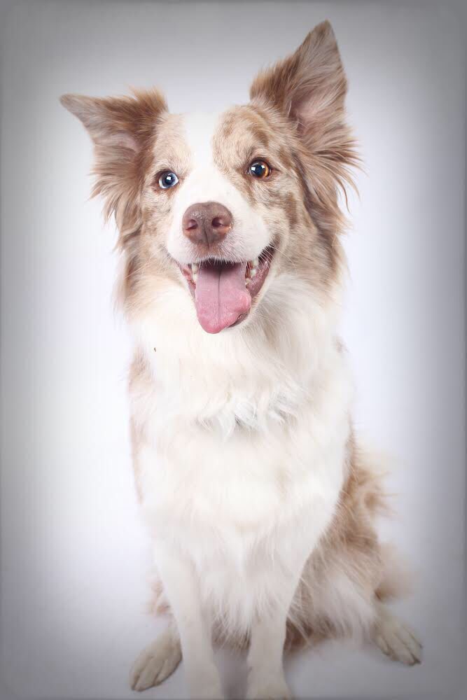 YummyHound's tweet photo. Congrats to Indie the stunning #BorderCollie πβ€οΈπΎwho will be working on an exciting #TV commercial - all to be revealed soon πΈπ₯ππΊ
#urbanpawsuk #DogsOnCamera #Commercial #Advert #Advertising #Marketing #PetModelling https://t.co/lf17tpc3mG