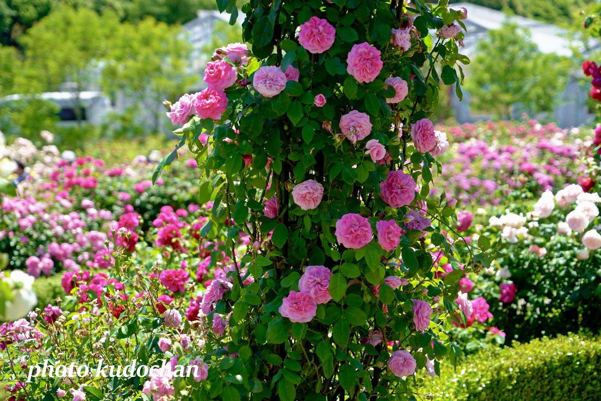 Kudochan 満開のイングリッシュローズ デビッド オースチンの イングリッシュ ローズガーデンで 見事な薔薇が咲き誇っていました 大阪すきやねん バラ 写真が好き