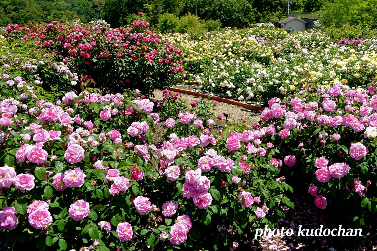 Kudochan 満開のイングリッシュローズ デビッド オースチンの イングリッシュ ローズガーデンで 見事な薔薇が咲き誇っていました 大阪すきやねん バラ 写真が好き