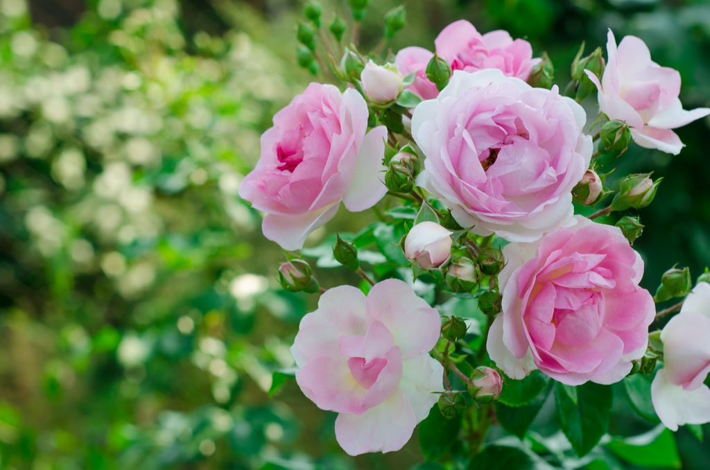 Whether stepping out at RHS Chelsea Flowed Show, or pottering around your own bit of paradise take a peek at frederickwilliam.clothing and 
enter code CDS40 at checkout for 40% off
#wherewillyouwearyours #ChelseaFlowerShow #Chelsea #MIC #sale #colour