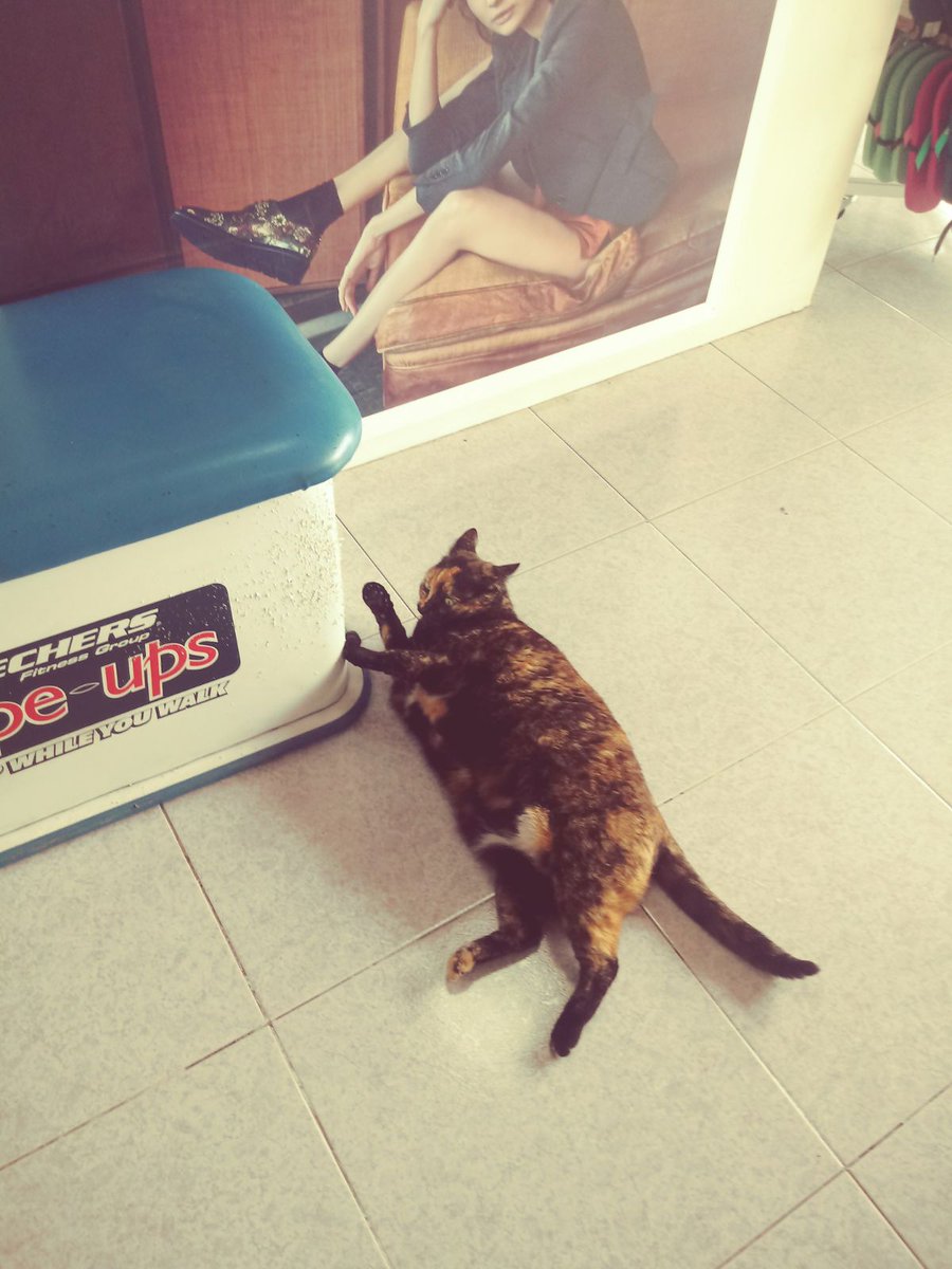 kerrlouise44's tweet photo. #CatsOfTwitter #catsofinstagram #lanzarote #puertodelcarmen #catsoflanzarote https://t.co/2SELjAae8d