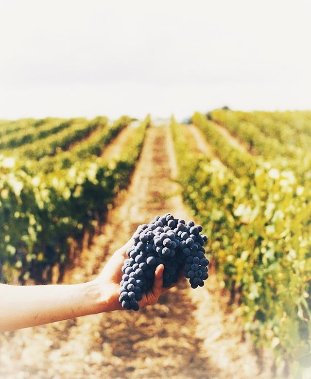 ShirleyShivhon's tweet photo. Wine tasting season in Italy. What’s your favorite? *
*
*
#toscana #yogaretreat #yoga #lifestyle  #mindfulness #tuscanyyogaretreat #goodlife #italia #inspiration #lessisamore 
#meditation #travel #italy #tuscany #yogaeveryday #globalyodel #nature #wellness #fiesole #new_phot… https://t.co/IYIdWlprbZ