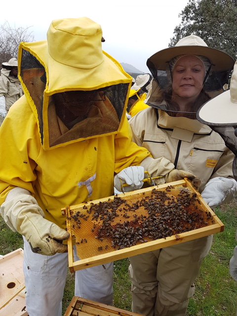 El próximo 2 de Junio, vuelve nuestra actividad " Apicultor por un día" en la que podrás adentrarte en el increíble mundo de la abejas con <a href="/eljabardosat/">El Jabardo SAT</a> en Robledillo de la Jara. Reserva tu plaza: info@sierranortemadrid.org.
